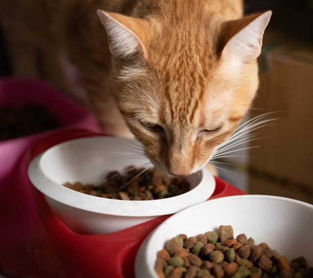 Orange cat eating premium pet food